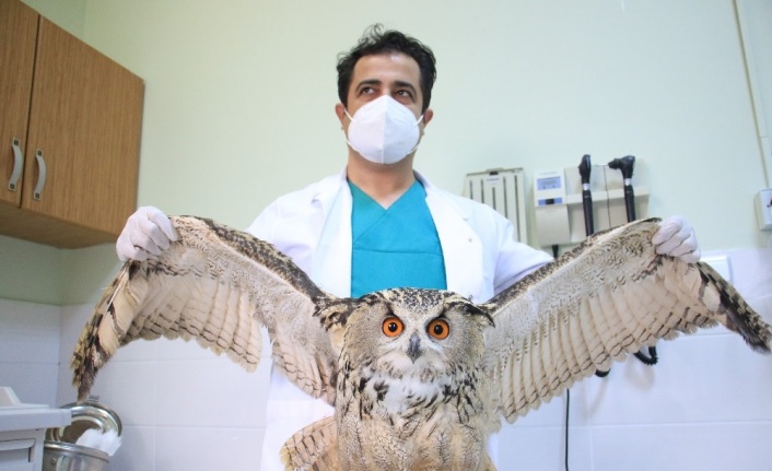 Elazığ’da vatandaşların bulduğu ‘Kulaklı Orman Baykuşu’ tedavi altına alındı