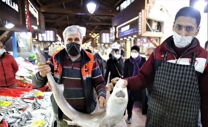 Elazığ’da balıkçının "Norveç’ten" getirttiği köpek balığı dikkat çekti