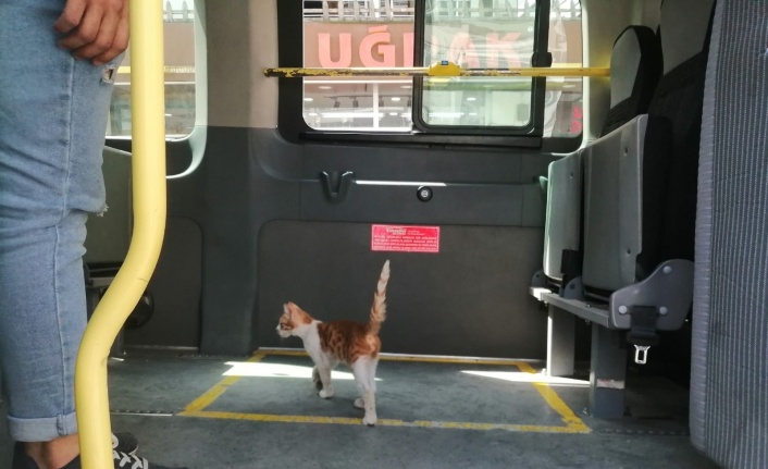 Elazığ’da yolcu gibi minibüse binen kedi, çarşı merkezine kadar yolculuk yaptı
