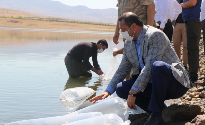 Elazığ’da 100 bin bin yavru sazan balığı gölete bırakıldı