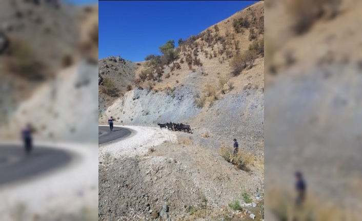 Elazığ’da kaybolan keçiler jandarmanın drone desteği ile bulundu