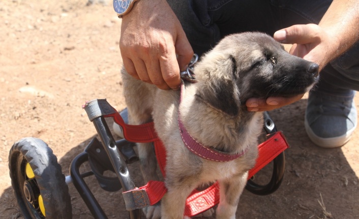 İnsanlık ölmemiş dedirten davranış: Patileri ezilen köpeği yürüteç ile ayağa kaldırdı
