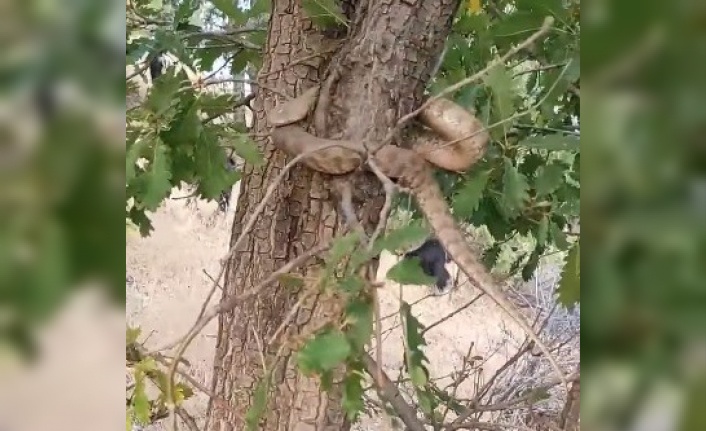 Elazığ’da 2 metrelik yılan paniği