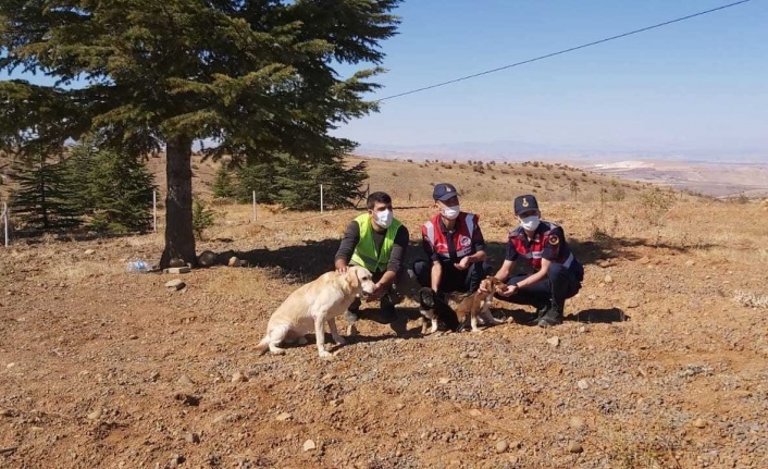 Elazığ’da jandarma ekipleri sokak hayvanlarını yalnız bırakmadı