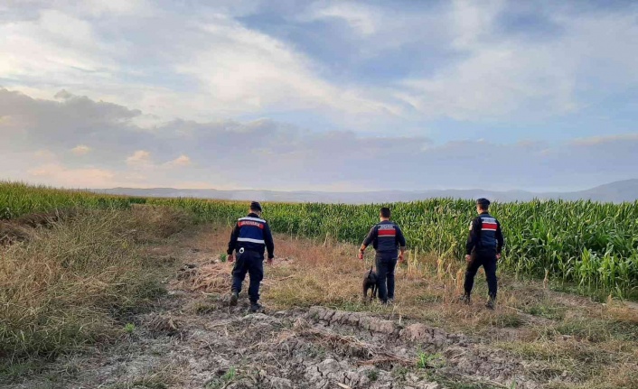 Elazığ’da jandarmadan suların çekildiği alanlarda yasa dışı kenevir ekimine karşı önlem