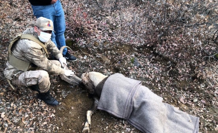 Jandarma ekipleri, yaralı dağ keçisi için seferber oldu
