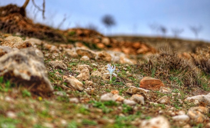 Elazığ’da nevruz çiçekleri açtı