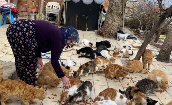 Kedilere adanan bir ömür: Nuriye Teyze, 70 kediye annelik yapıyor