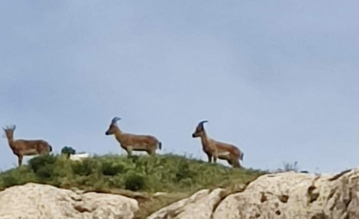 Koruma altındaki dağ keçileri Harput’ta görüntülendi