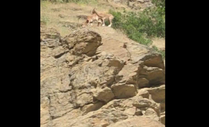 Elazığ’da yaban keçisi sürüsü görüldü