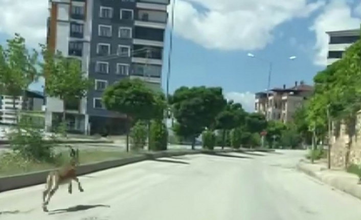 Nesli koruma altında olan dağ keçisi, şehir merkezinde araçla yarıştı