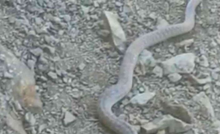 Elazığ’da 2 metrelik yılan ve kaplumbağa birlikte görüntülendi