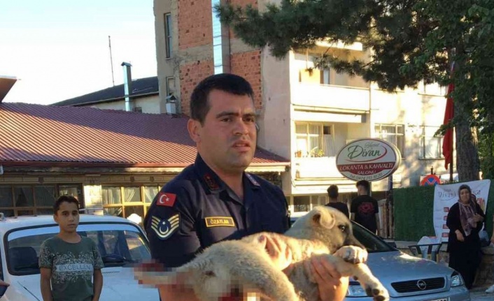 Elazığ’da jandarma ekipleri minibüsün çarptığı köpek için seferber oldu