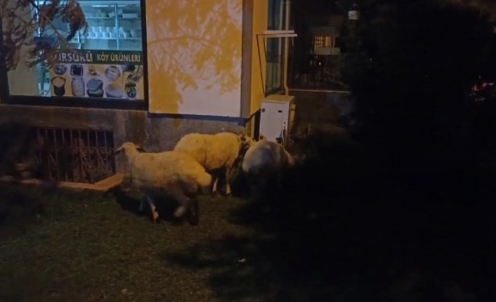 ’Kesilmekten kaçan’ koyunlar belediye ekipleri tarafından yakalandı