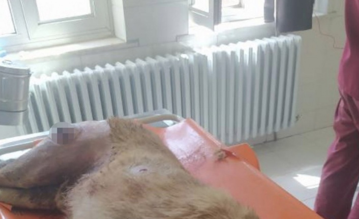 Elazığ’da vahşet,  köpeği 7 yerinden bıçaklayıp öldürdüler