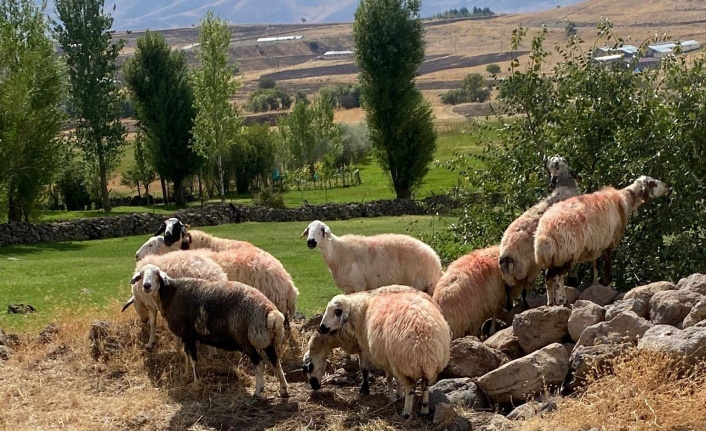 Sürüden ayrılan koyunlar vatandaş ve jandarma iş birliği ile bulundu