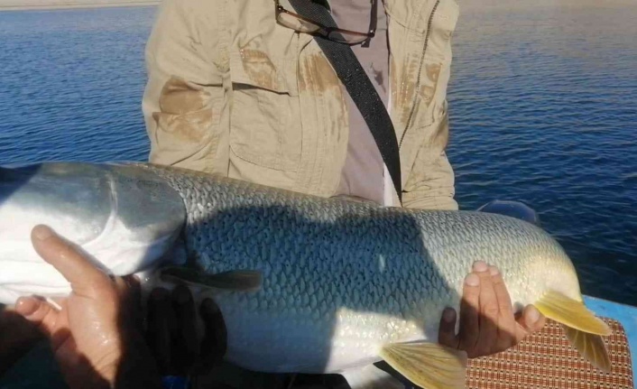 Elazığ’da balıkçı, yarım saatlik mücadelenin ardından dev turnayı olta ile tuttu