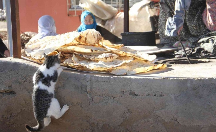 Bu da ’Ekmeğinin peşinde koşan’ kedi
