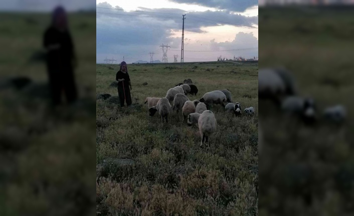 Köpeklerin saldırısına uğrayan 3 koyun telef oldu
