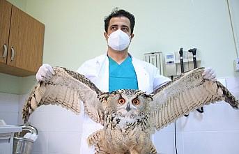 Elazığ’da vatandaşların bulduğu ‘Kulaklı Orman Baykuşu’ tedavi altına alındı