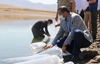 Elazığ’da 100 bin bin yavru sazan balığı gölete...