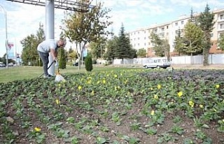 Elazığ Belediyesinden mevsimlik çiçek dikimi
