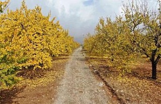 Elazığ’da ‘altın yaprakların’ sonbahar güzelliği