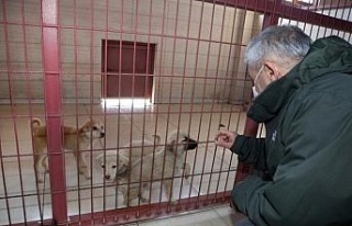 Elazığ Belediyesi Hayvan Bakım Evi ziyarete açılıyor