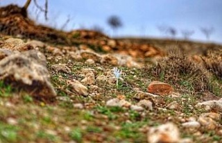 Elazığ’da nevruz çiçekleri açtı