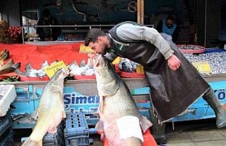 Elazığ’da sezonun son dev turna balığı yakalandı:...