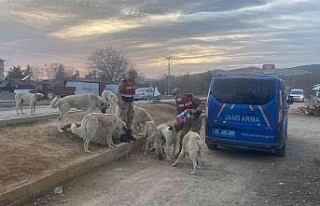 Jandarma, Ramazan ayında da sokak hayvanlarını...