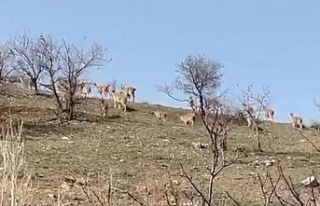 Elazığ’da yaban keçi sürüsü görüntülendi