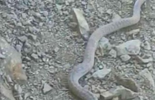 Elazığ’da 2 metrelik yılan ve kaplumbağa birlikte...