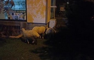 ’Kesilmekten kaçan’ koyunlar belediye ekipleri...