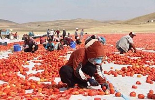 Elazığ’da 20 bin dekar alanda domates hasadı...