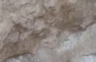 Elazığ’da  Arap tavşanı görüntülendi