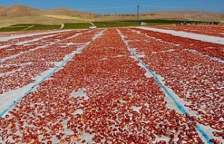 Elazığ’da üretilip kurutulan domatesler, dünya...