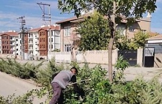 Elazığ Belediyesinden ağaç budama çalışması