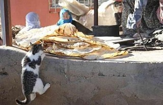 Bu da ’Ekmeğinin peşinde koşan’ kedi