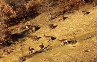Elazığ’da dağ keçileri sürü halinde görüntülendi