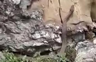 Elazığ’da kayalıklar arasında görülen 2 metrelik yılan korkuttu